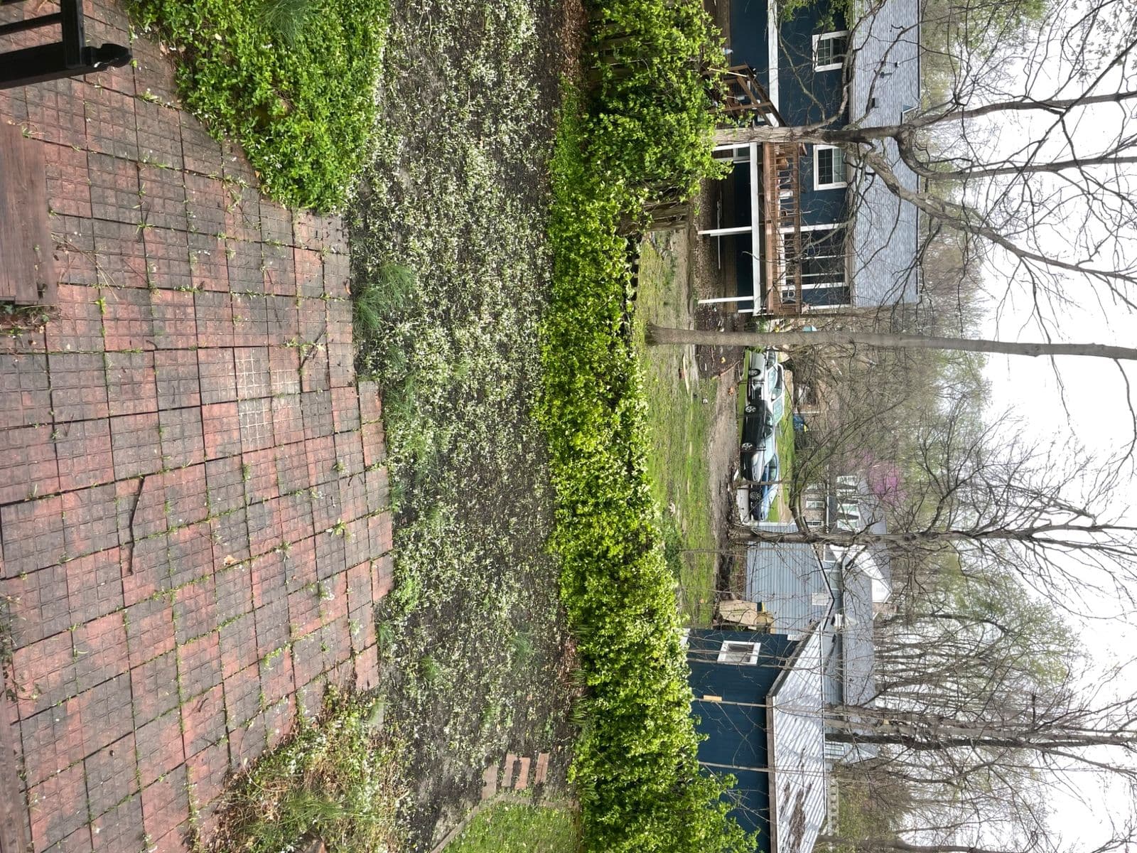 Overgrown weeds covering brick paver patio beside residential yard