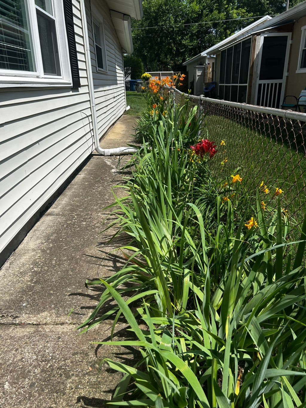 Daylily flower bed along house siding beside chain link fence