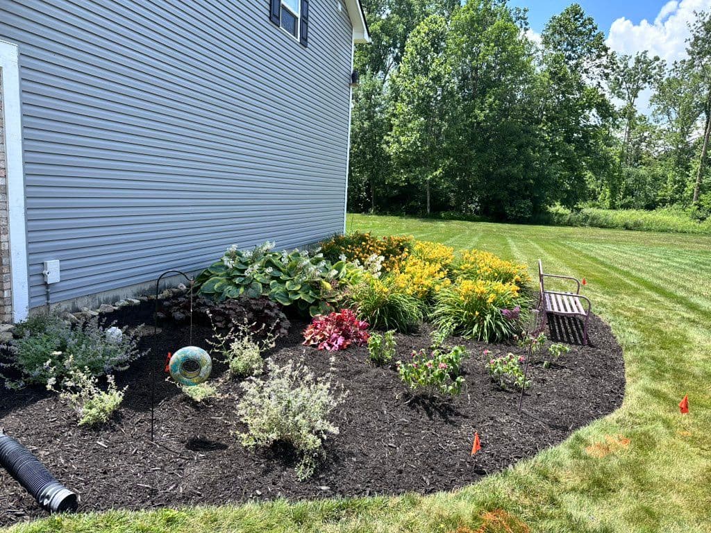 Mulched flower bed with hostas and yellow daylilies along house siding